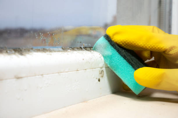 Best White Mold Remediation in Mays Landing, NJ